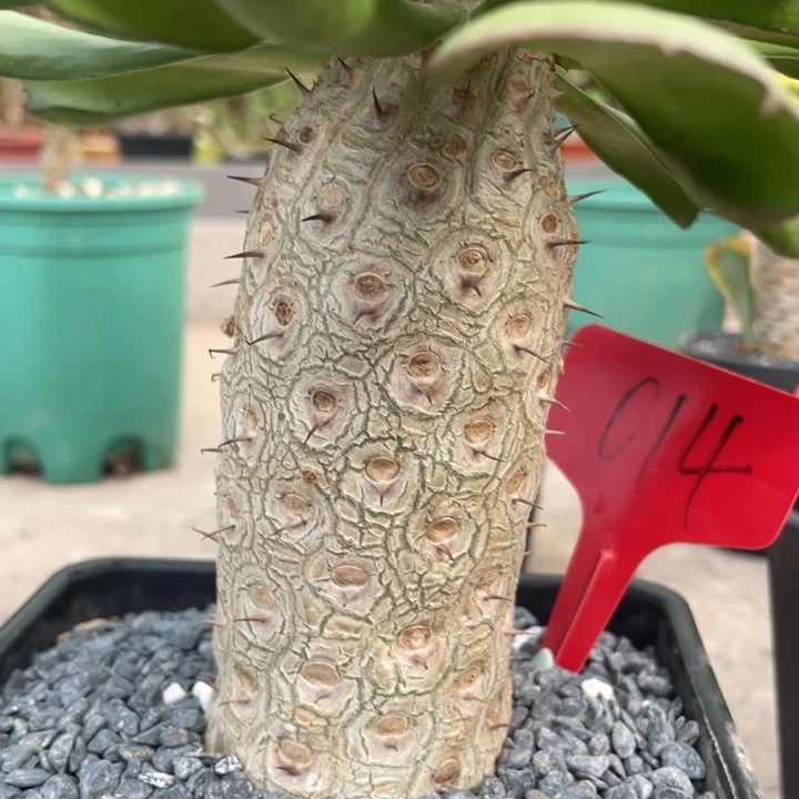 单刺麒麟一物一拍