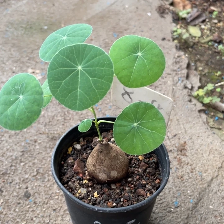 素可泰块根植物植物