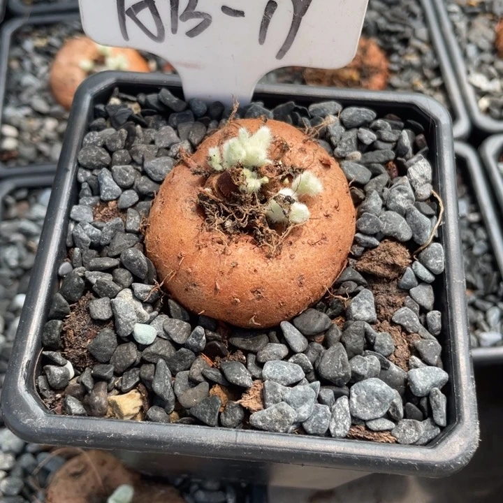 断崖女王块根植物