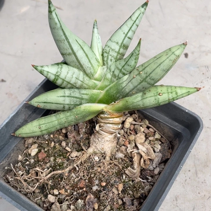 白芨佛手多肉植物