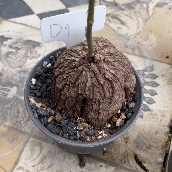 象足龟块根植物植物
