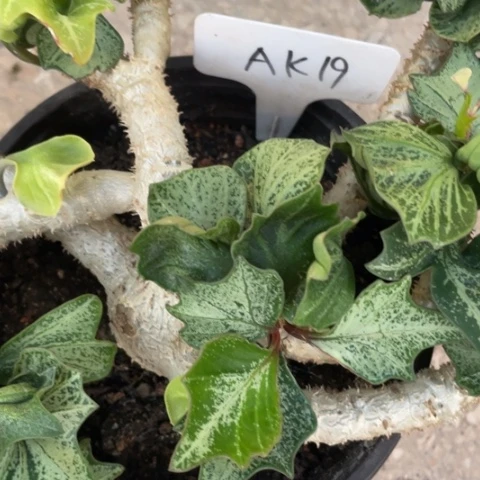 枫叶麒麟一物一拍