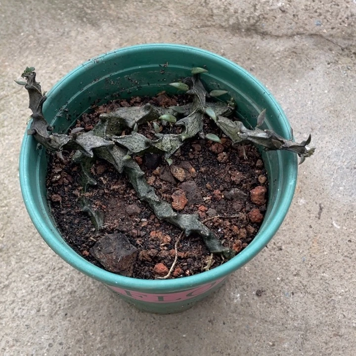武腊泉块规则植物