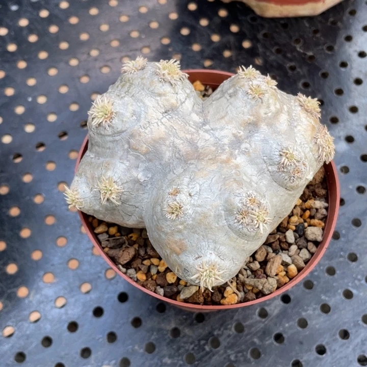 惠比须笑一物一拍