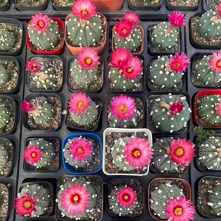 慢时光园艺实生红花兜无刺仙人球盆栽多肉植物