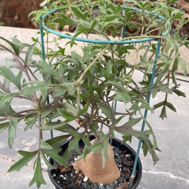 蒙氏葡萄块根植物