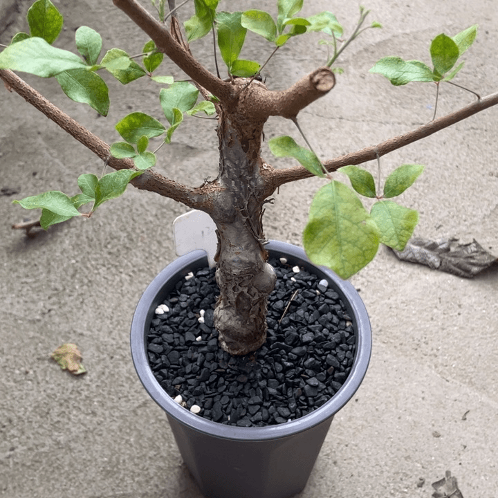 奥比克橄榄植物植物