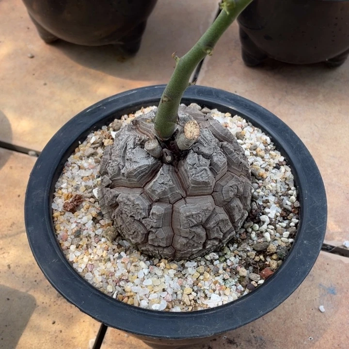 定盆定养龟甲龙植物