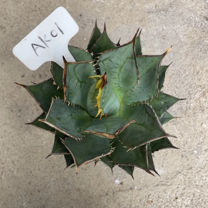 小岛龙舌兰植物植物