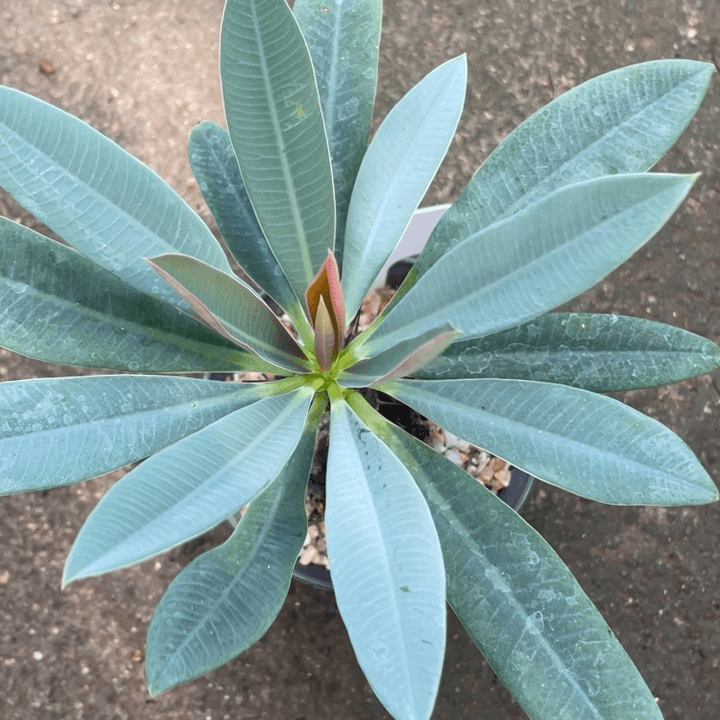 瓶干麒麟4.4公分植物