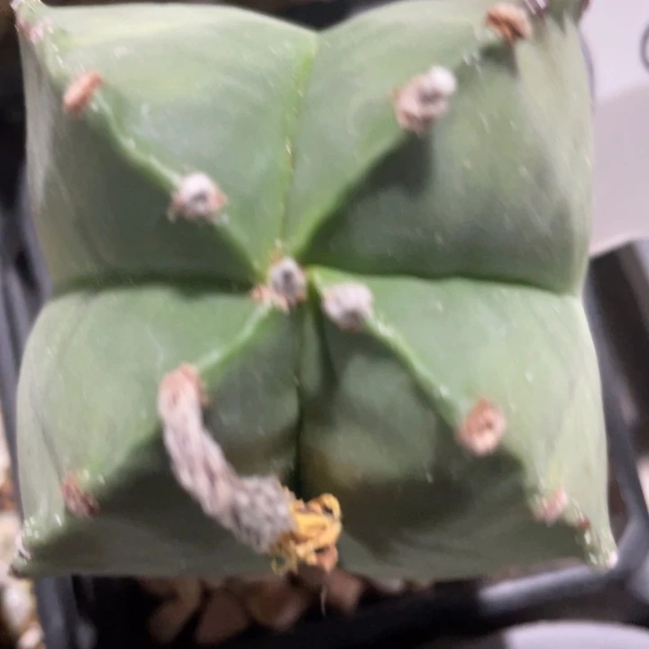 鸾凤玉一物一拍、