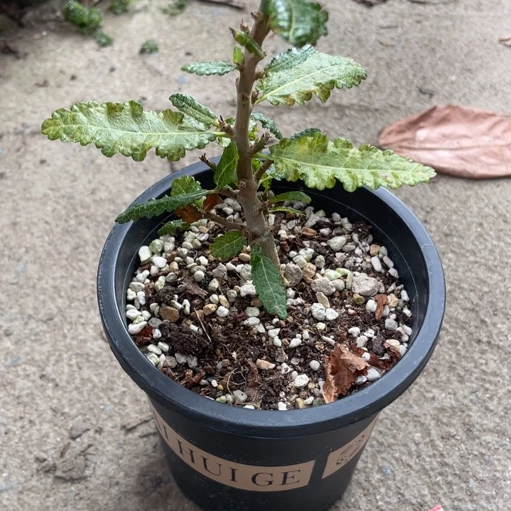 娜娜乳香块根植物