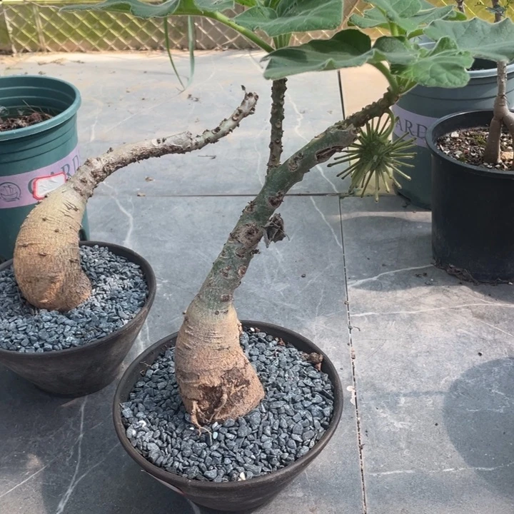 安卡丽娜一物一拍