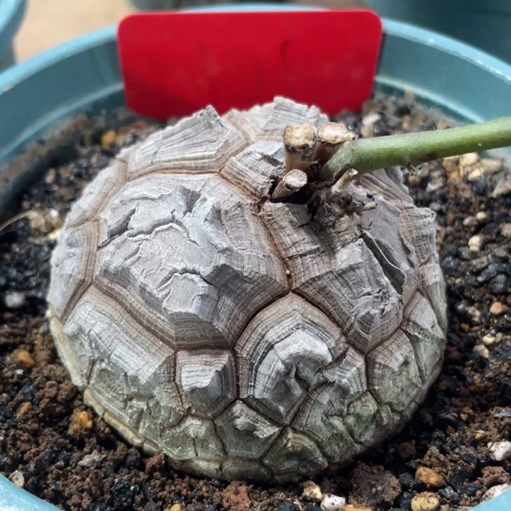 龟甲龙一物一拍101