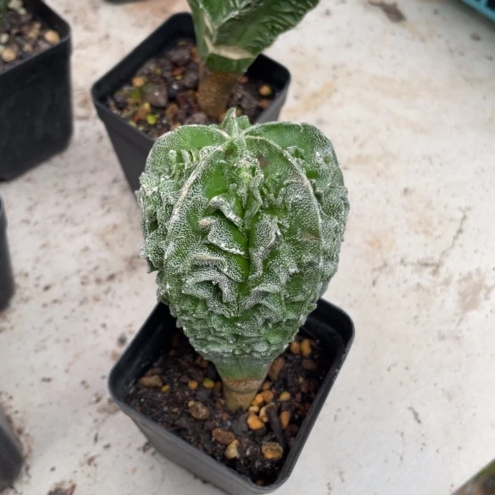 核桃鸾凤玉植物植物