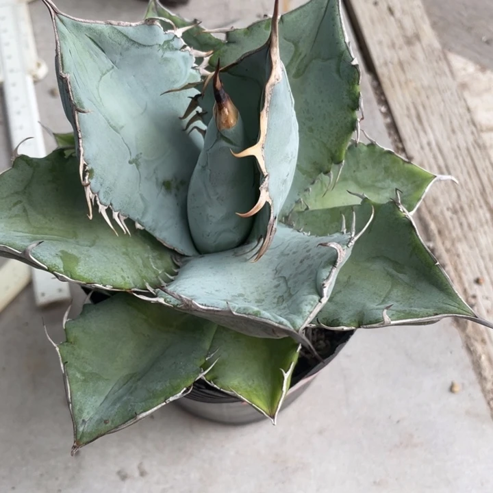 白冰龙舌兰植物植物