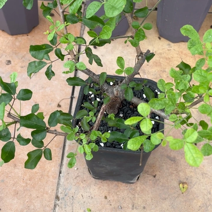 奥比克橄榄块根植物