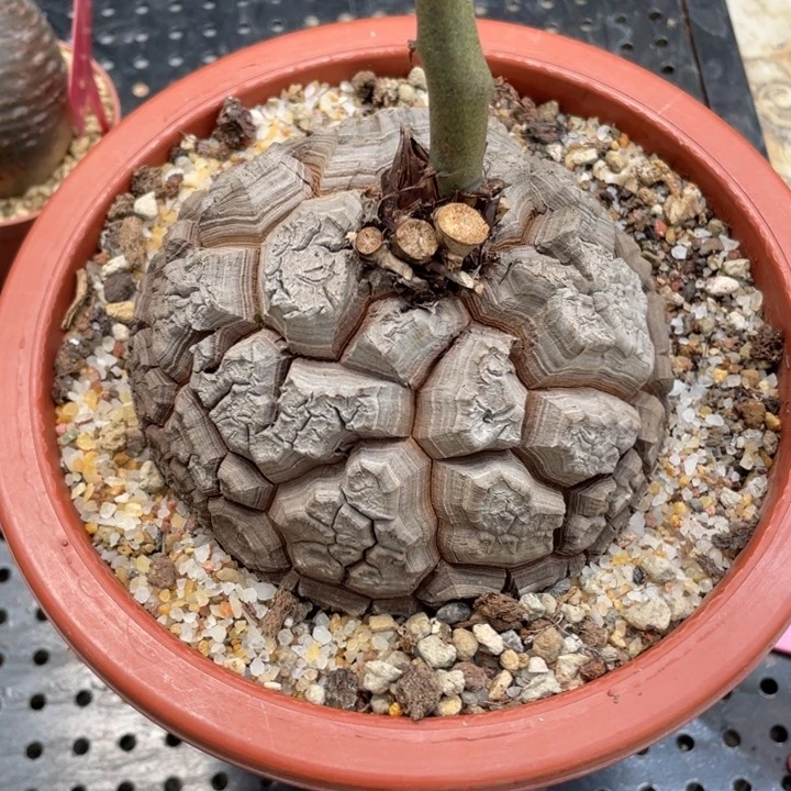 龟甲龙一物一拍植物