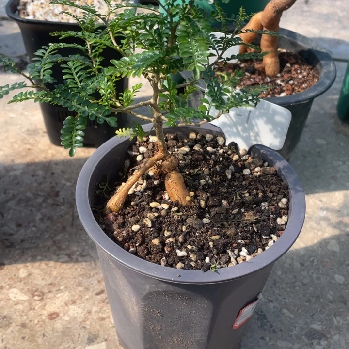 象足漆树一物一拍