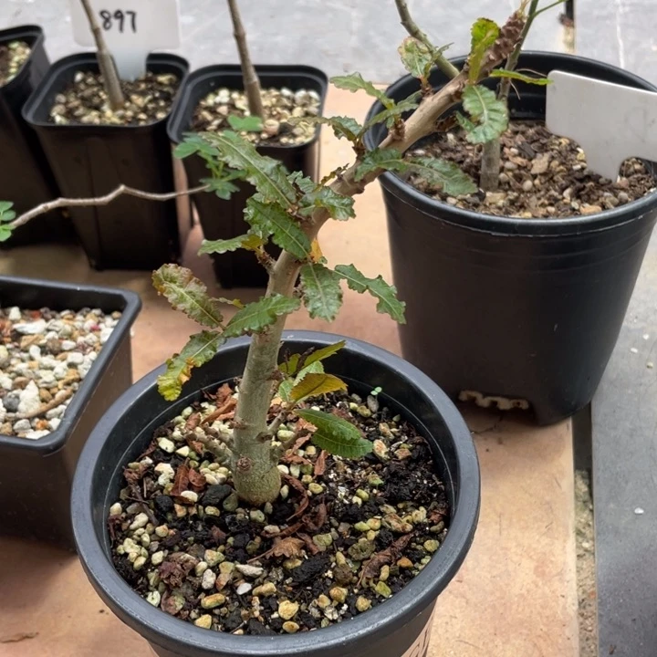 娜娜乳香块根植物