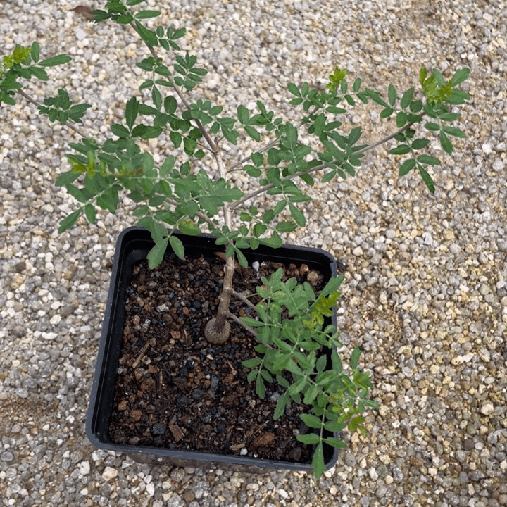 黎乳香块根植物植物