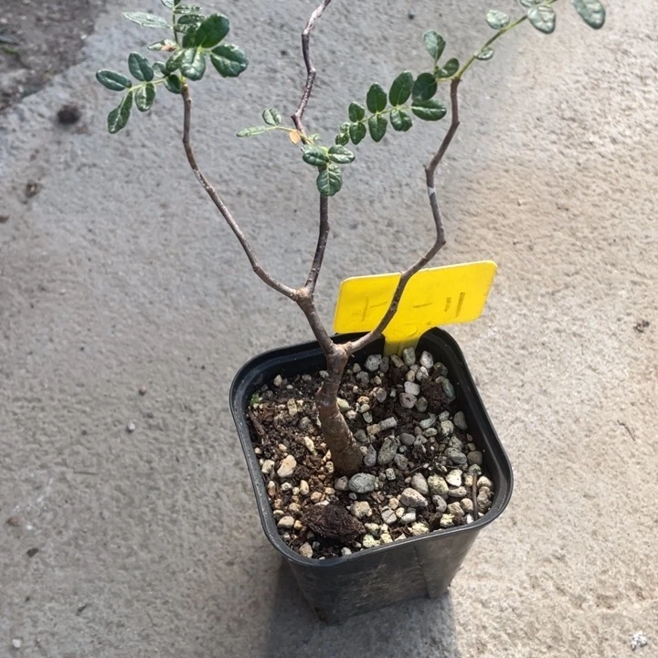 滔天橄榄一物一拍