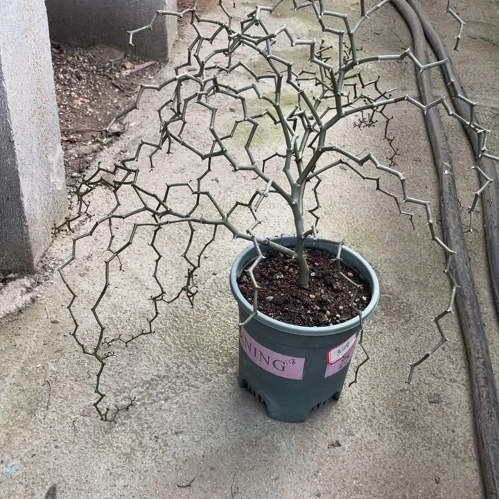 弯曲龙块根植物植物