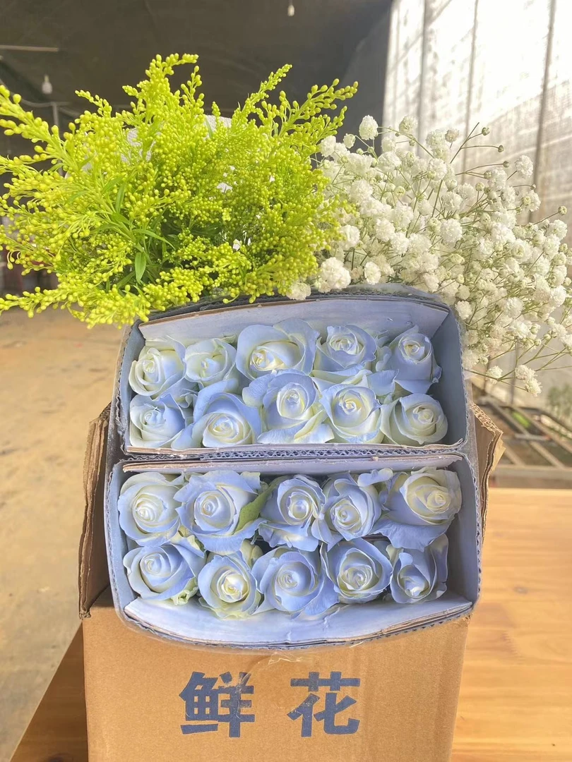 鲜花组合 碎冰蓝玫瑰16支+4支防损耗+白色满天星一扎+配草一扎