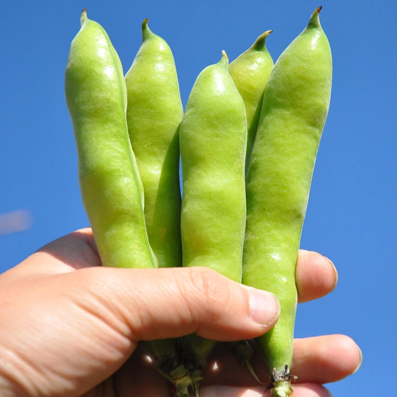 新鲜蚕豆 农家自种现摘带壳胡豆兰花豆罗汉豆应季时令蔬菜包邮