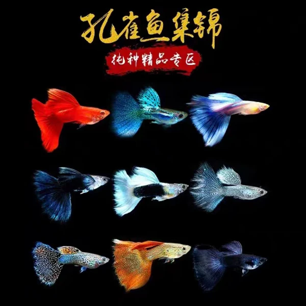 霓虹大耳朵孔雀鱼自己家繁殖精品好养活淡水热带鱼胎生淡水鱼