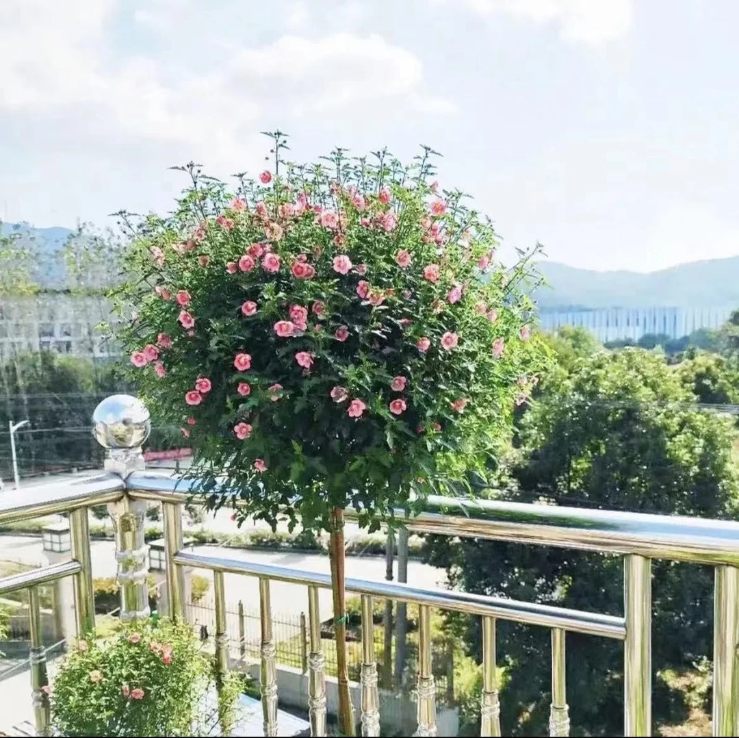 【原盆原土】小木槿棒棒糖薇草莓爆花机器四季开花阳台庭院花卉植物