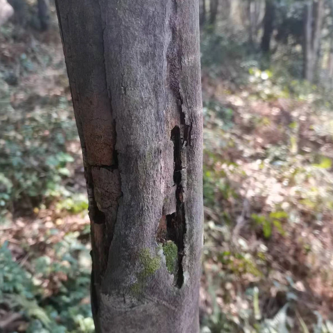 天然绿植树枝工艺