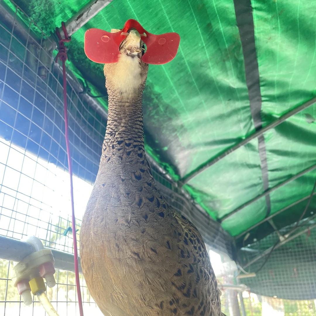 七彩山鸡2母，到手2只 整鸡发货