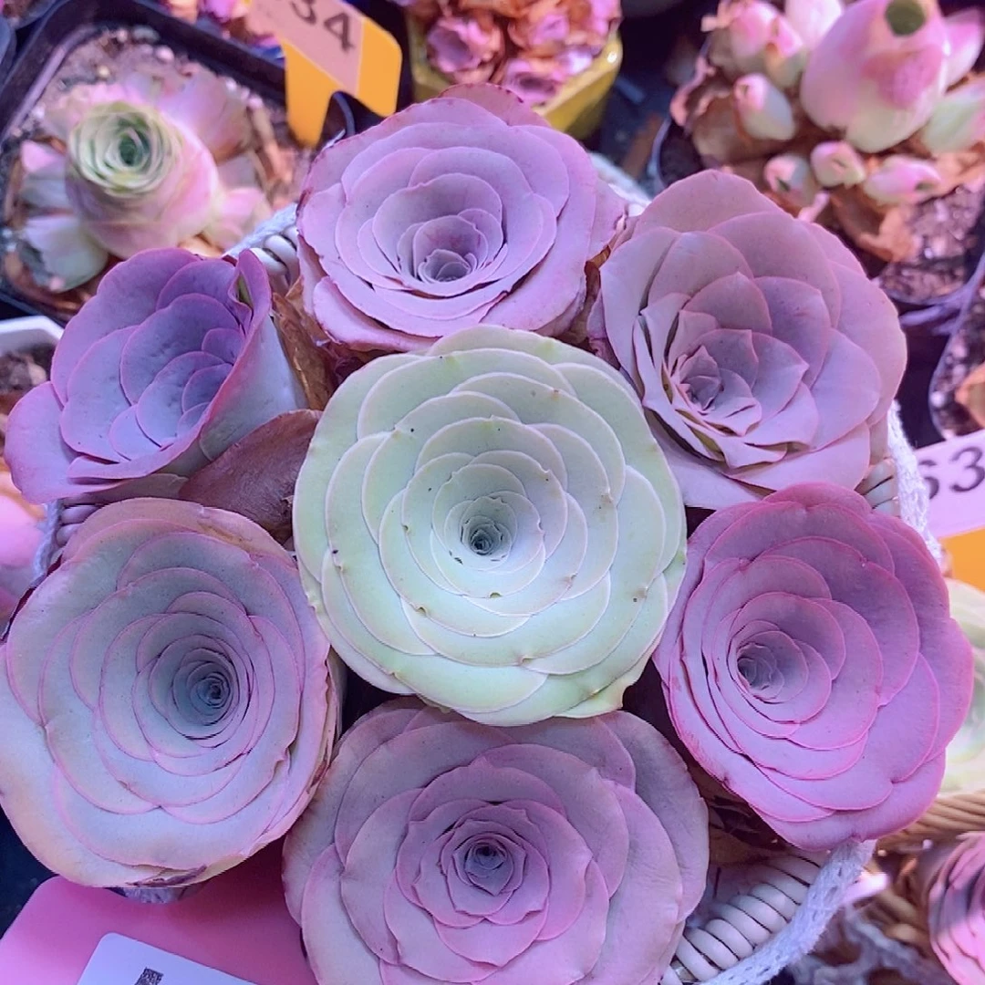 山地玫瑰花篮福利一物一拍497