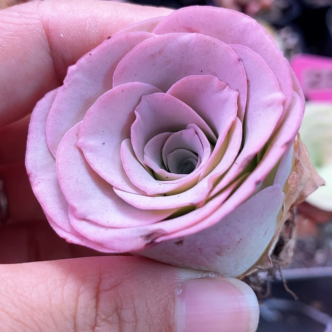 夕颜玫瑰福利一物一拍298