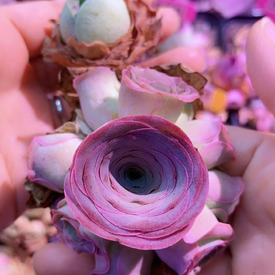 山地玫瑰开播福利一物一拍346