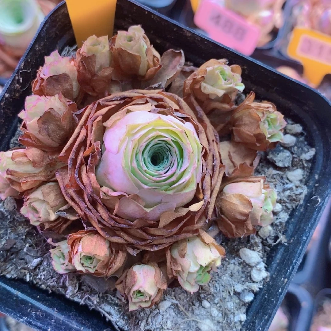 山地玫瑰双十一福利一物一拍534y l c j