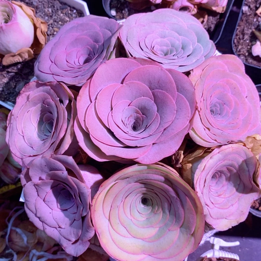 山地玫瑰花篮福利一物一拍0088