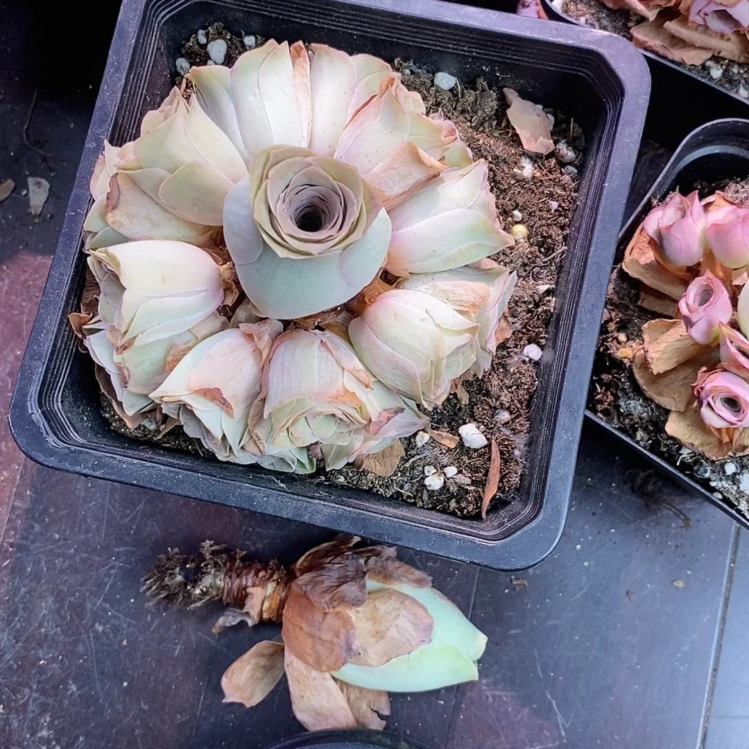 清秋玫瑰新粉福利一物一拍471