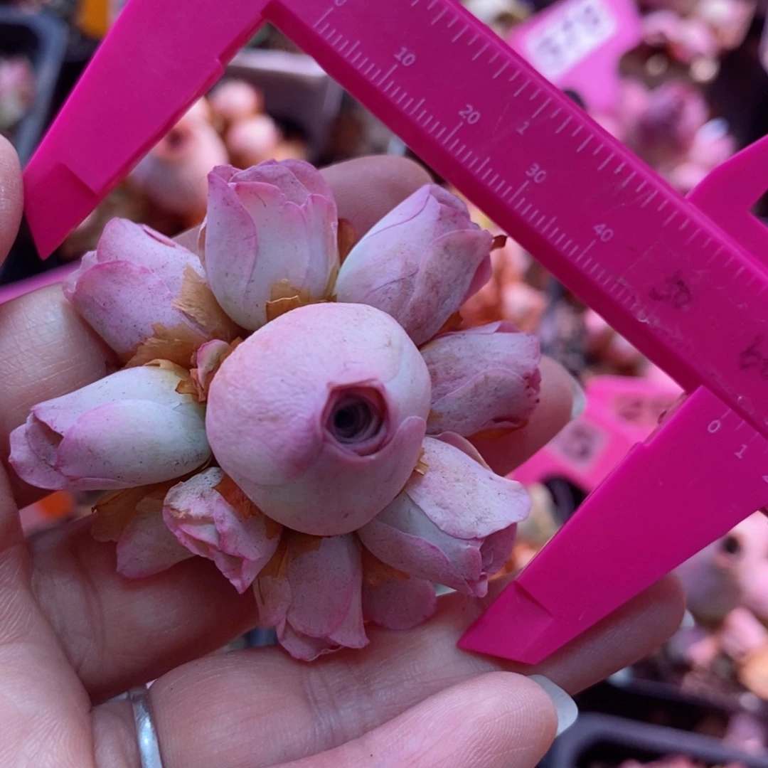 山地玫瑰开播福利一物一拍602锦书