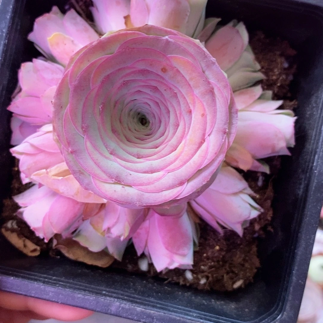 小玉玫瑰一物一拍223