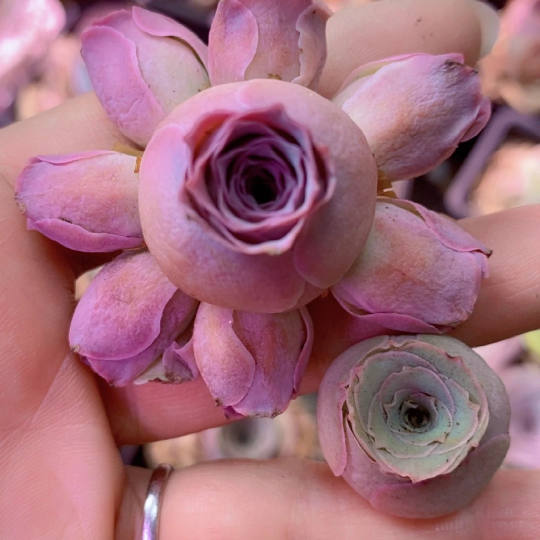 山地玫瑰开播福利一物一拍099