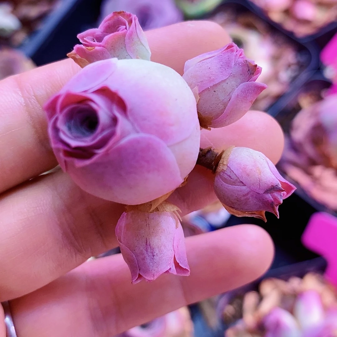 小*山地玫瑰福利一物一拍439