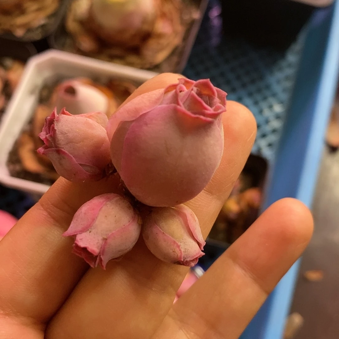 山地玫瑰福利一物一拍543