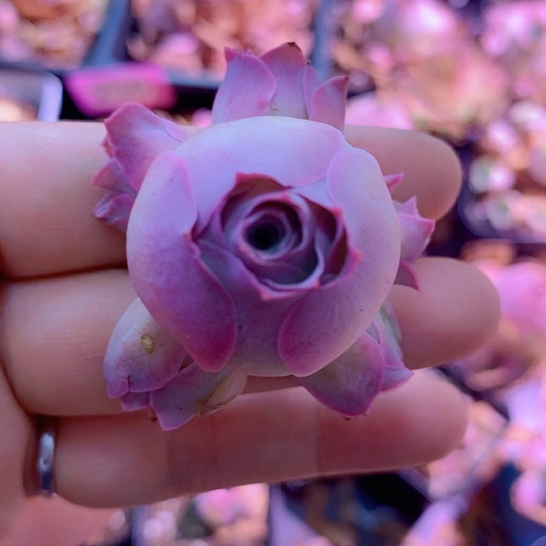 山地玫瑰下播福利一物一拍236