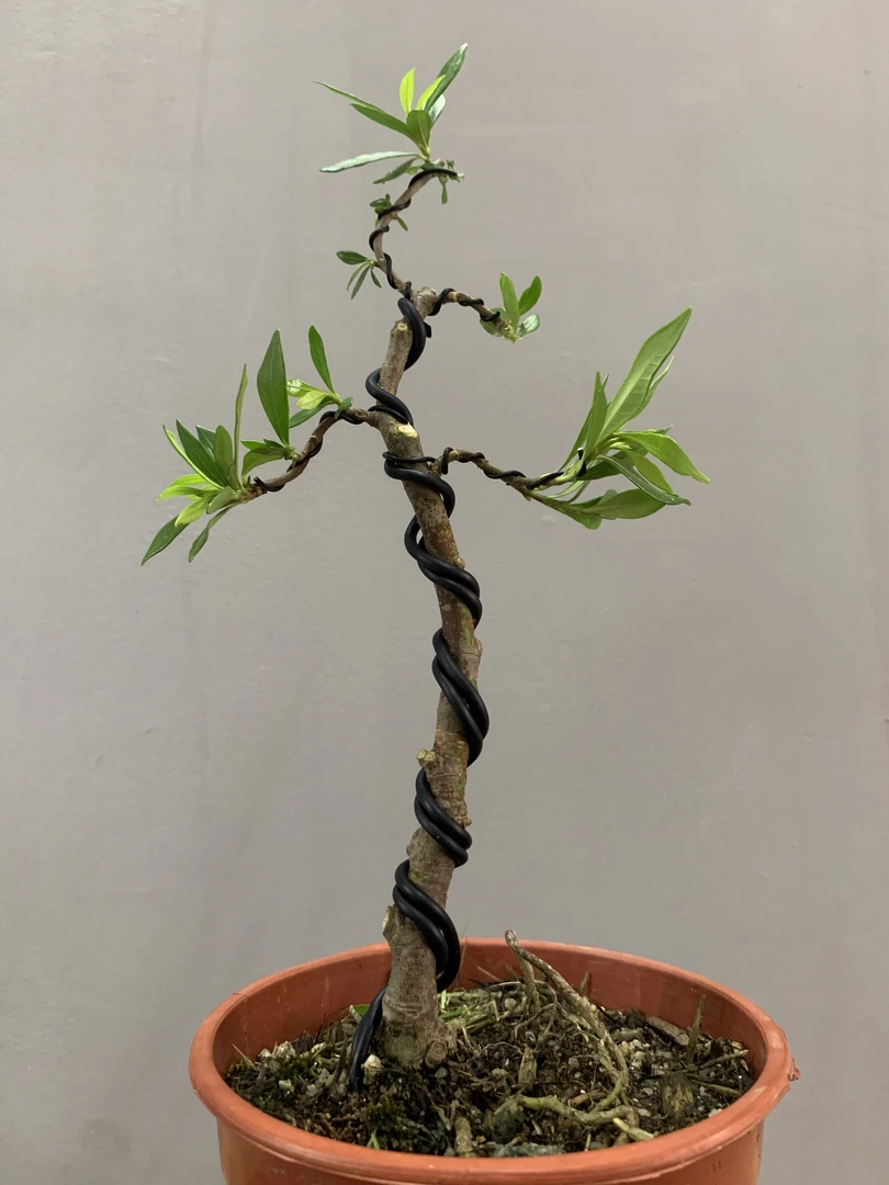 直播间盆景一物一拍链接，单拍无效