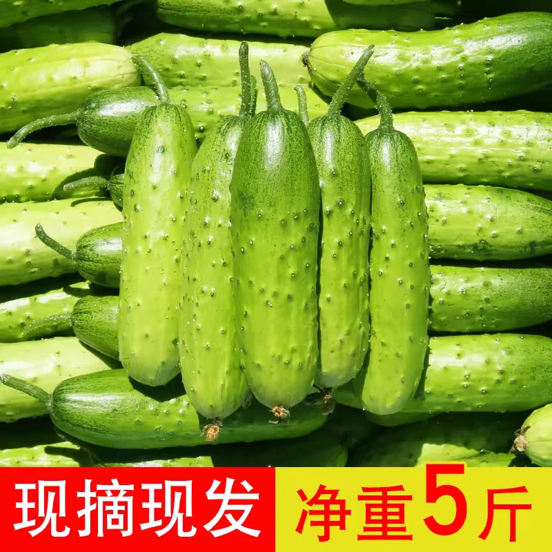 新鲜现摘水果旱黄瓜生吃蔬菜脆嫩青瓜5斤整箱包
