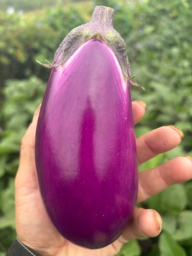 新鲜紫皮茄子椭圆形农家自种绿色蔬菜清甜可口农家新鲜蔬菜品种
