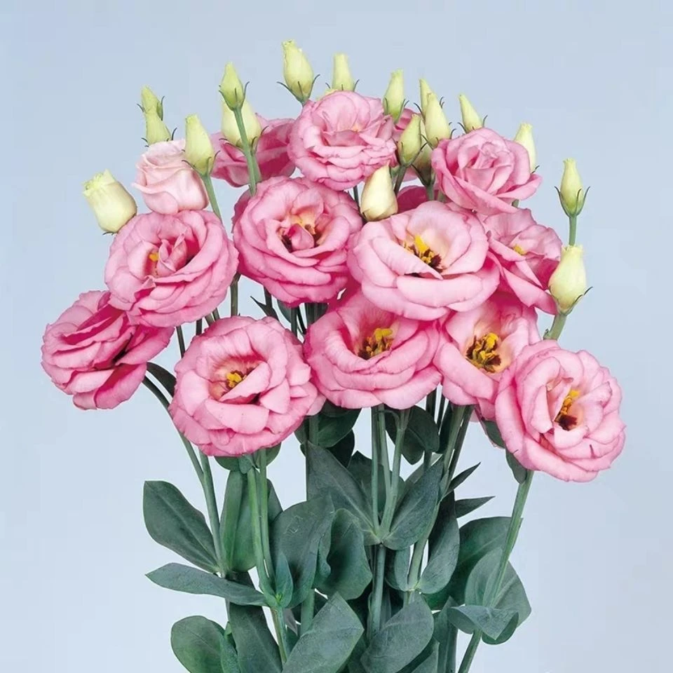 混色洋桔梗花种子四季易活花草开花阳台室外花种籽子花卉盆栽