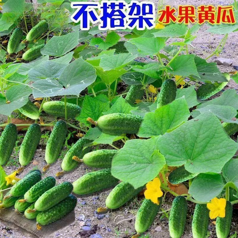 满地爬水果黄瓜种子不搭架四季庭院阳台盆栽黄瓜籽种蔬菜种籽
